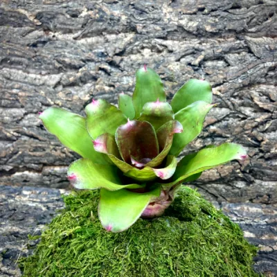 Medium Neoregelia Bromeliad Small Wonder