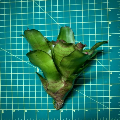 Medium Neoregelia Bromeliad Small Wonder size