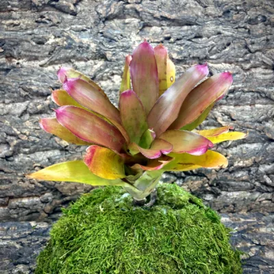 Medium Neoregelia Bromeliad Tiger Prawn