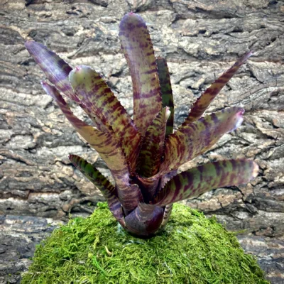 Medium Neoregelia Bromeliad Tunisia