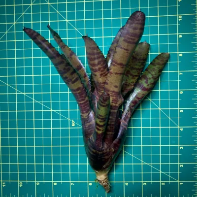 Medium Neoregelia Bromeliad Tunisia size