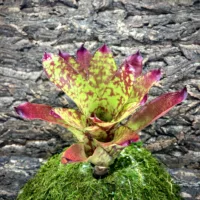 Medium Neoregelia Bromeliad Winnie The Pooh