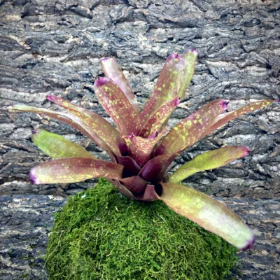 Medium Neoregelia Bromeliad Zombie