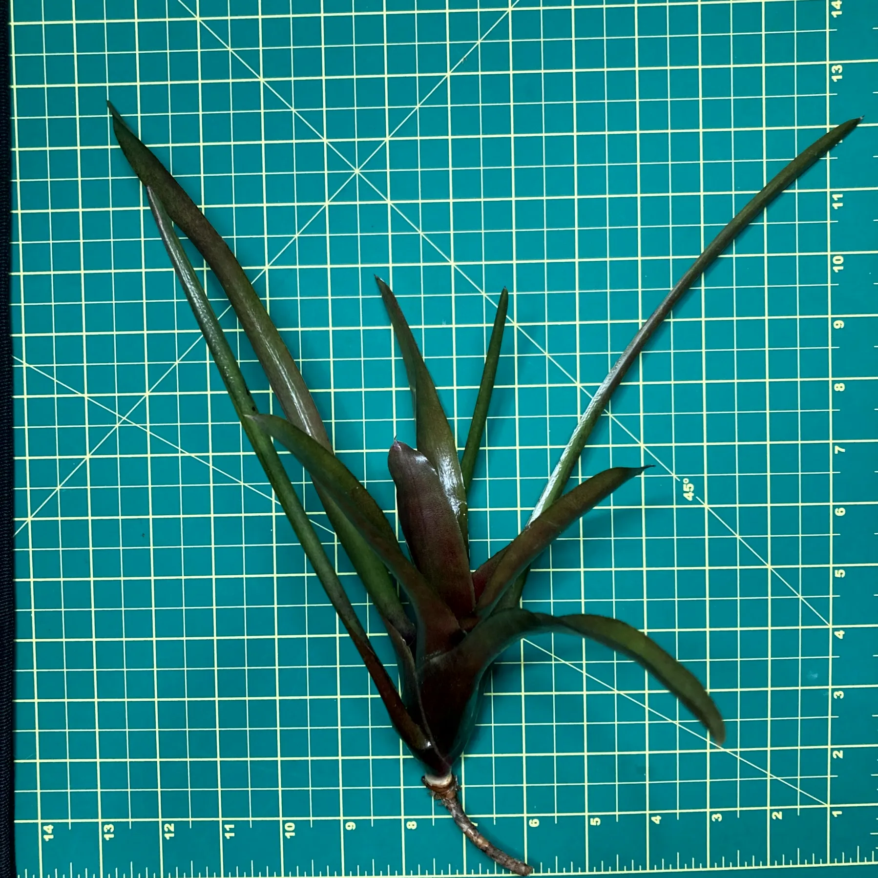 Mini Neoregelia Bromeliad Chinese Lacquer size