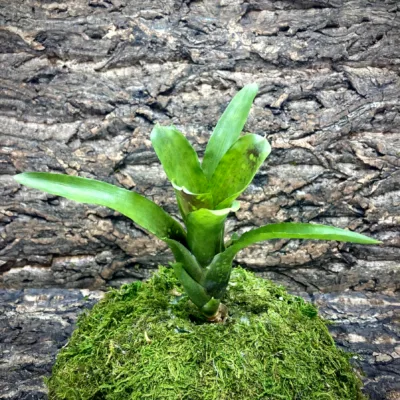 Mini Neoregelia Bromeliad Domino II