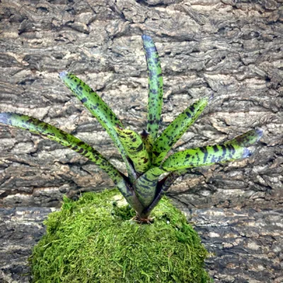 Mini Neoregelia Bromeliad Hannibal Lector (f2)