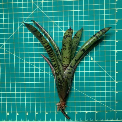 Mini Neoregelia Bromeliad Hannibal Lector (f2) size