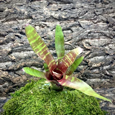 Mini Neoregelia Bromeliad Madrigal