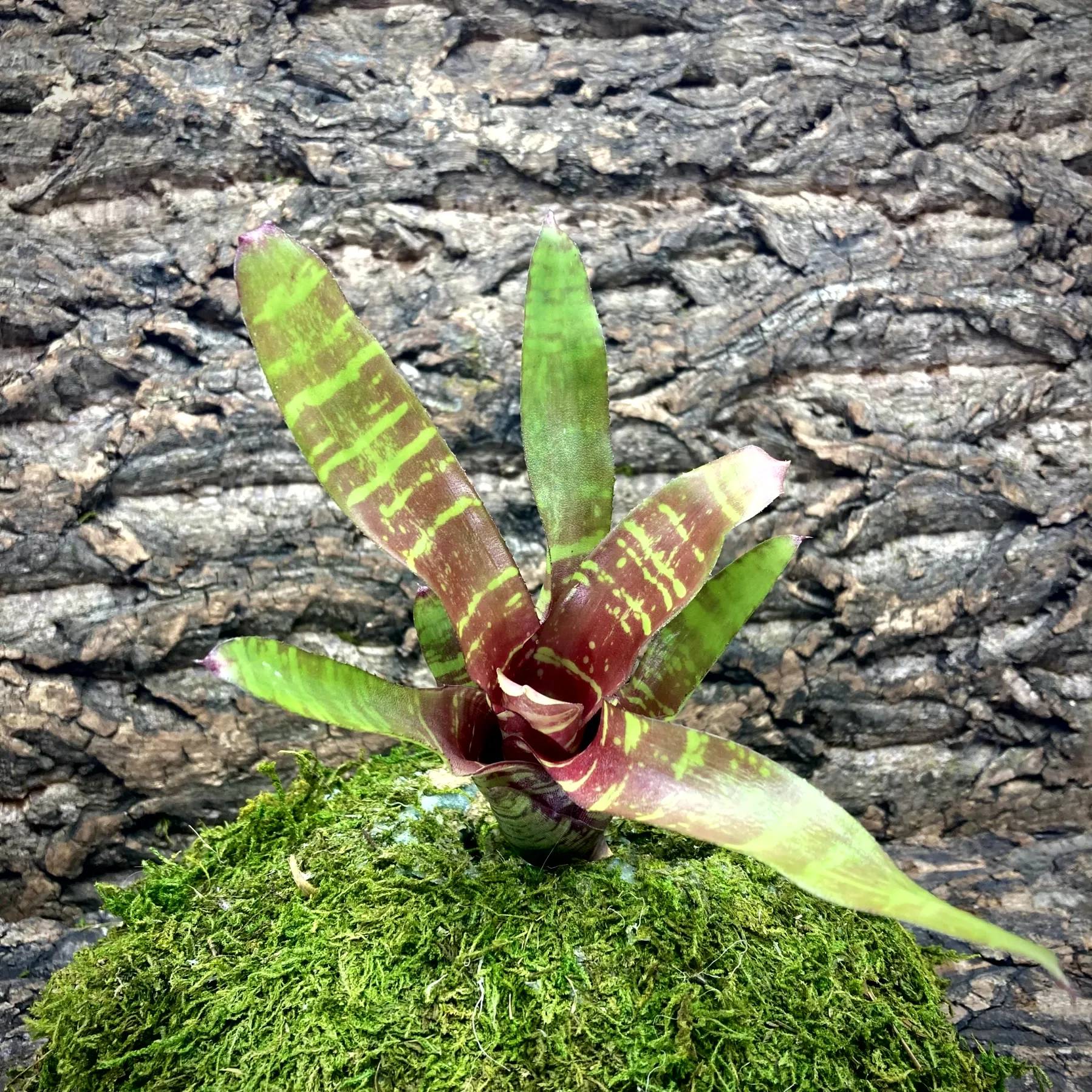 Mini Neoregelia Bromeliad Madrigal
