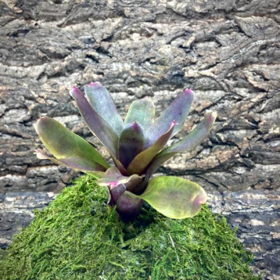 Mini Neoregelia Bromeliad Mo Betta (No Variegation)