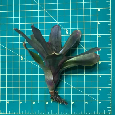 Mini Neoregelia Bromeliad Mo Betta (No Variegation) size