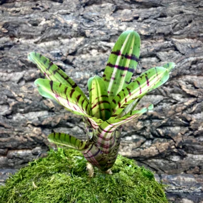 Mini Neoregelia Bromeliad Palmaris