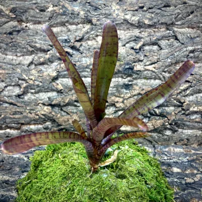 Mini Neoregelia Bromeliad Popoki Red