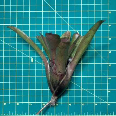 Mini Neoregelia Bromeliad Ritzy size