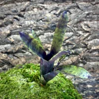 Mini Neoregelia Bromeliad Smudge Pot