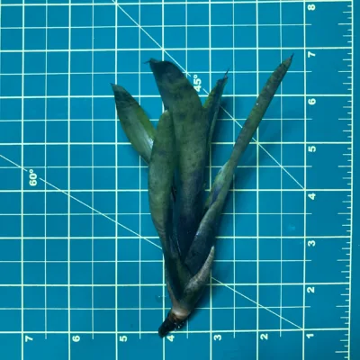 Mini Neoregelia Bromeliad Smudge Pot size