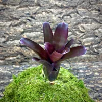 Mini Neoregelia Bromeliad Superball x Pauciflora