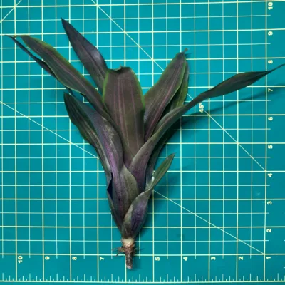 Mini Neoregelia Bromeliad Violet Ray size