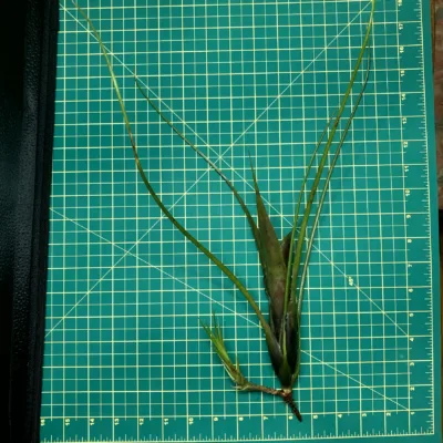 Mini Neoregelia Bromeliad Wilsoniana x Pauciflora size