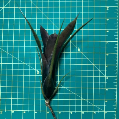 Mini Neoregelia Bromeliad Wilsoniana x Pauciflora size smaller