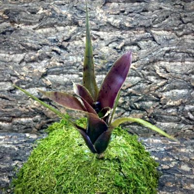 Mini Neoregelia Bromeliad Wilsoniana x Pauciflora smaller