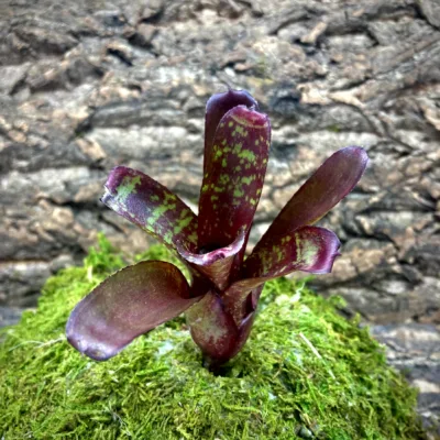 Nano Neoregelia Bromeliad Dartanion