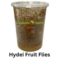 Hydei Fruit Fly for feeding Dart Frogs, Praying Mantis, baby Spiders, Jumping Spiders, Tarantulas, Geckos and other small lizards