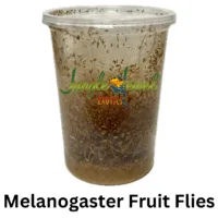 Melanogaster Fruit Fly for feeding Dart Frogs, Praying Mantis, baby Spiders, Jumping Spiders, Tarantulas, Geckos and other small lizards
