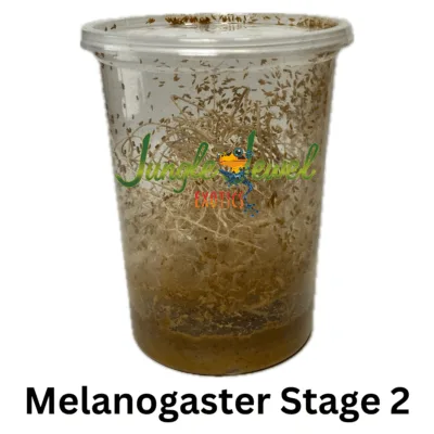 Melanogaster Satge 2