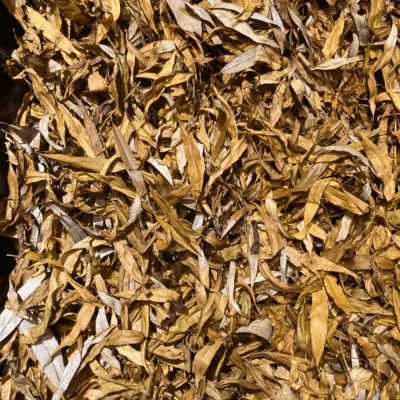 Weeping Willow leaves for Reptile Terrarium