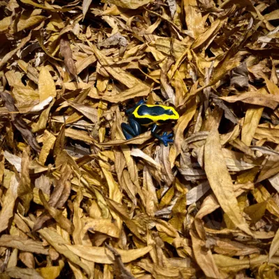 Weeping Willow leaves with Dart Frog