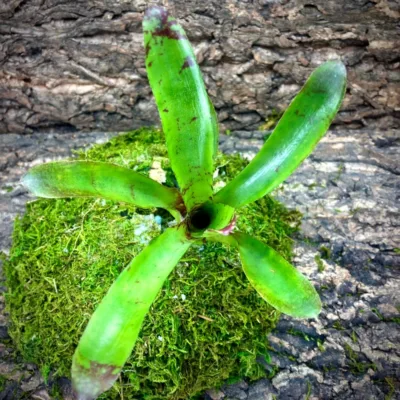 Mini Neoregelia Bromeliad Animal Cracker Top View
