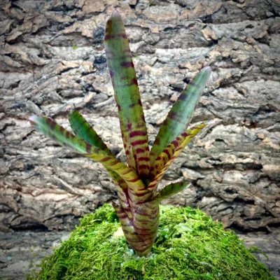 Mini Neoregelia Bromeliad Bam