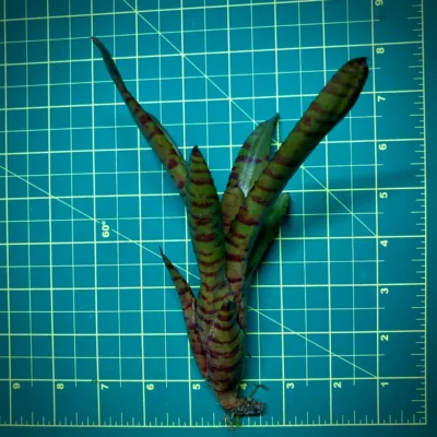 Mini Neoregelia Bromeliad Bam Size