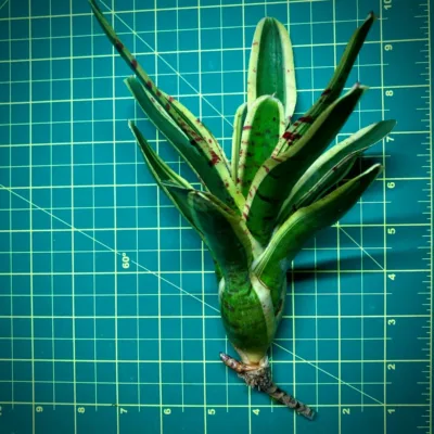Mini Neoregelia Bromeliad Banded Spider Size