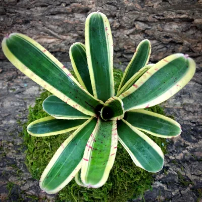 Mini Neoregelia Bromeliad Banded Spider Top View