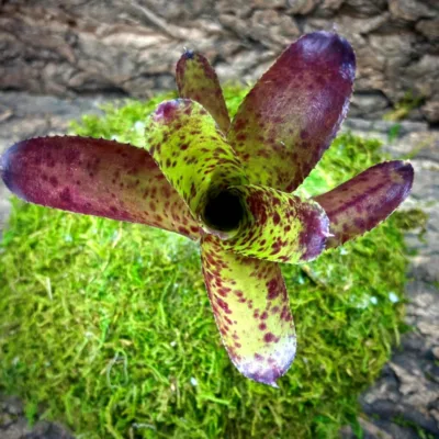 Mini Neoregelia Bromeliad Cheers Top View