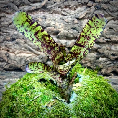 Mini Neoregelia Bromeliad Hannibal Lector (F2)