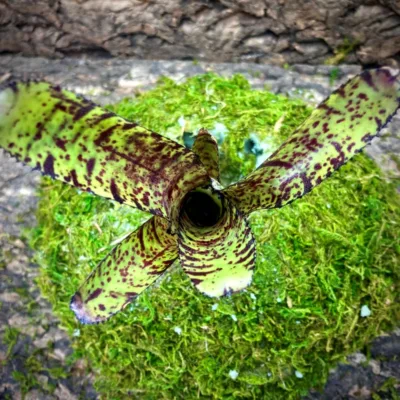 Mini Neoregelia Bromeliad Hannibal Lector F2 Top View