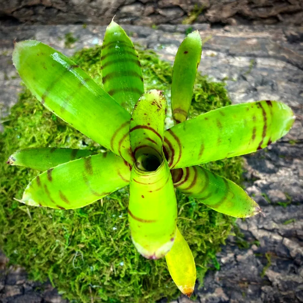 Mini Neoregelia Bromeliad Ignatz Top View