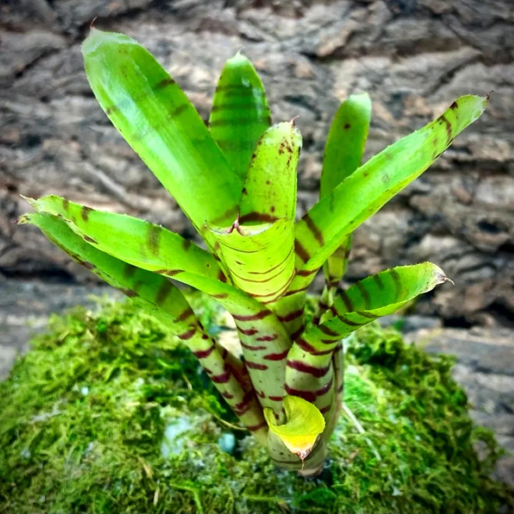 Mini Neoregelia Bromeliad Ignatz