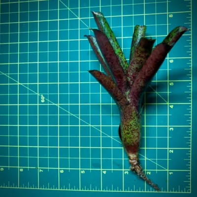 Mini Neoregelia Bromeliad Mo Peppa Please Size