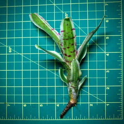 Mini Neoregelia Bromeliad Rumba Size