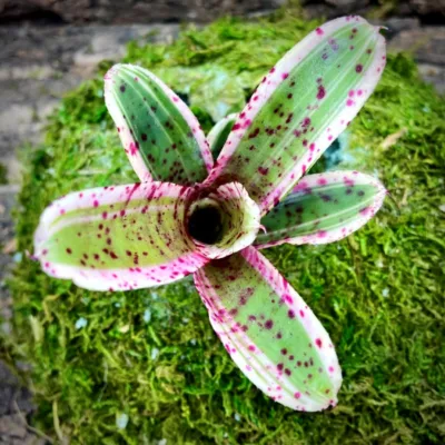 Mini Neoregelia Bromeliad Rumba Top View