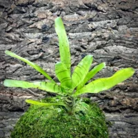 Mini Neoregelia Bromeliad Tigrina