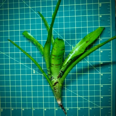 Mini Neoregelia Bromeliad Tigrina Size