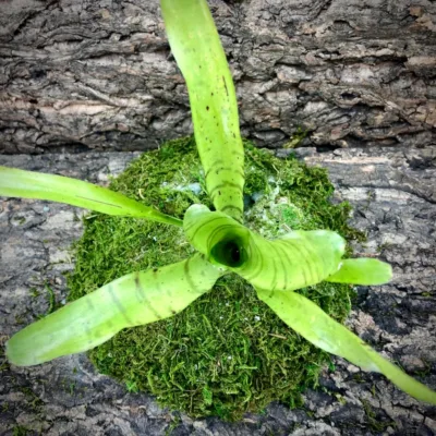 Mini Neoregelia Bromeliad Tigrina Top View