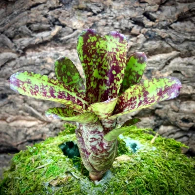 Nano Neoregelia Bromeliad Turmoil