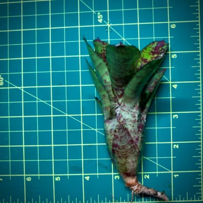 Nano Neoregelia Bromeliad Turmoil Size