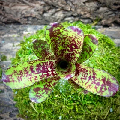 Nano Neoregelia Bromeliad Turmoil Top View